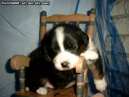 Australian Shepherd Guardian Angel's Dakota