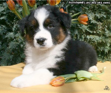 Australian Shepherd Guardian Angel's General Lee, 7 Wochen