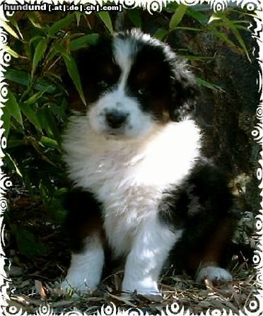 Australian Shepherd Guardian-Angel-Baby mit 6 Wochen