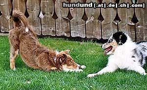 Australian Shepherd let's play !