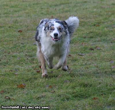 Australian Shepherd running dogy