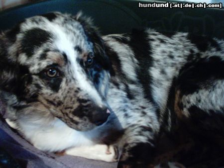 Australian Shepherd Charly,6Monate alt