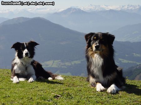 Australian Shepherd Aussie und Border