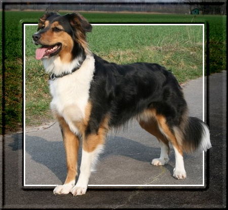 Australian Shepherd Australian Shepherd 