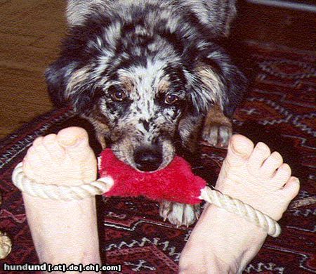 Australian Shepherd Cookie