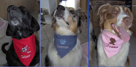 Australian Shepherd Wir sind: Dino, Damon und Donna