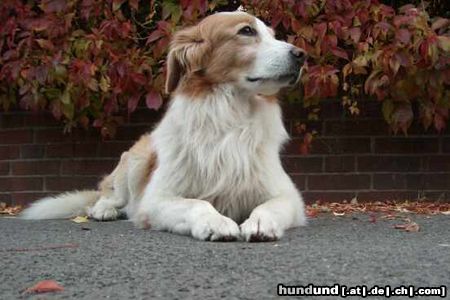 Australian Shepherd mix aber schöner als die meisten reinrassigen!!