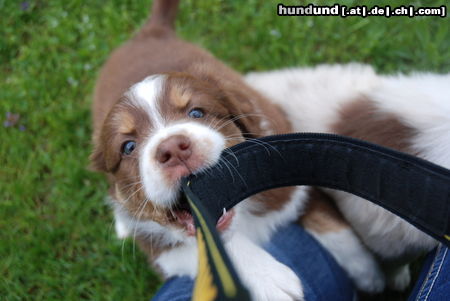 Australian Shepherd Meine Süße mit 6 Wochen