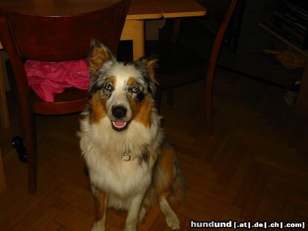 Australian Shepherd Hallo, bin schon 8 Monate!