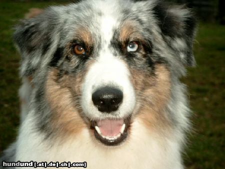 Australian Shepherd Schau mir in die Augen, Kleines....