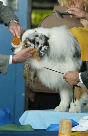 Australian Shepherd Auf einer Ausstellung 