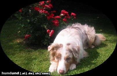 Australian Shepherd Absolutly Magic Archimedes