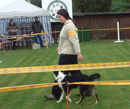 Australian Shepherd Zoe beim ASCA Obedience: 