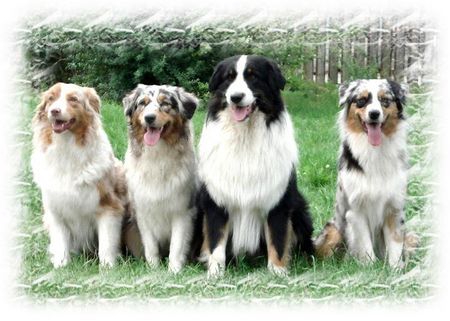 Australian Shepherd Marlow und die Frauen... :o))