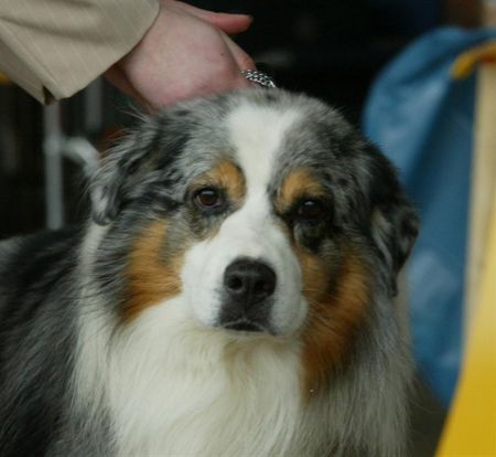 Australian Shepherd Auf einer Ausstellung 