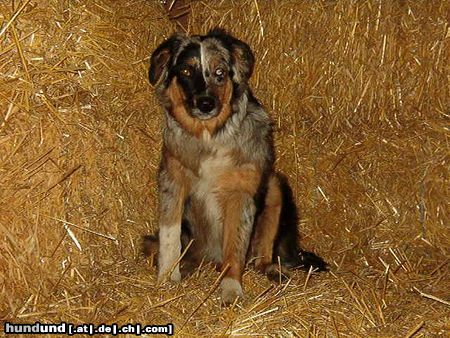 Australian Shepherd