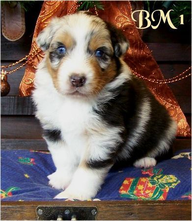 Australian Shepherd