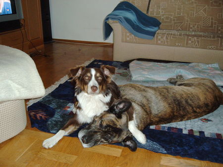 Australian Shepherd Eins zu null für MICH