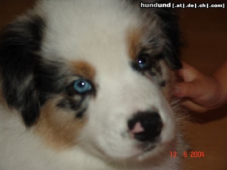 Australian Shepherd Lillibillis Aussie, 8 Wochen alt