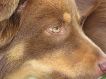 Australian Shepherd Baily