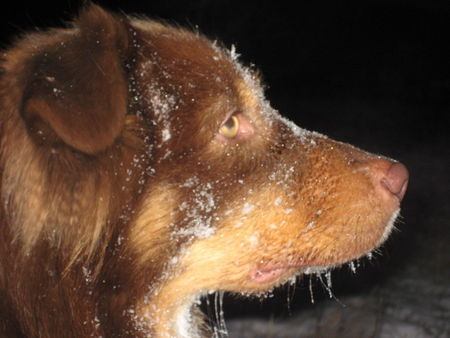 Australian Shepherd Baily