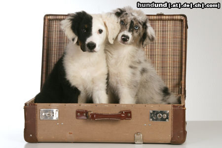 Australian Shepherd Fifty und Jeannie im Koffer