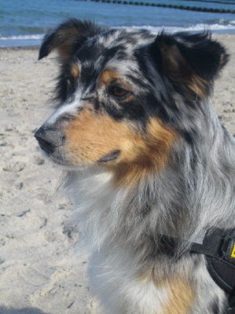 Australian Shepherd Luke