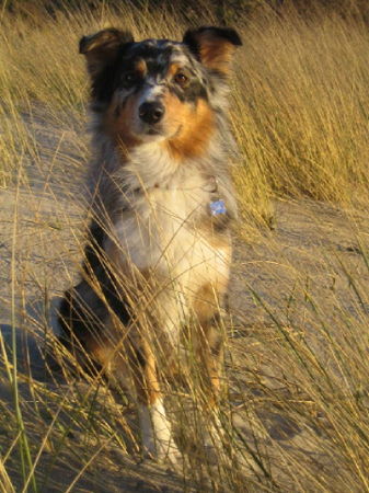 Australian Shepherd Luke