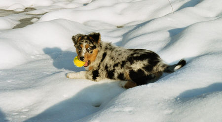 Australian Shepherd