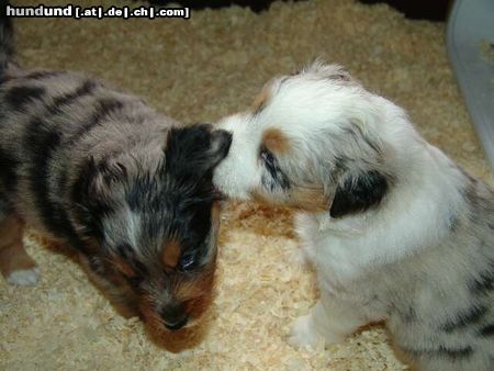 Australian Shepherd Soll ich Dir was verraten ???