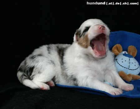 Australian Shepherd Sie kann so schön singen!