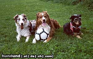 Australian Shepherd I love soccer