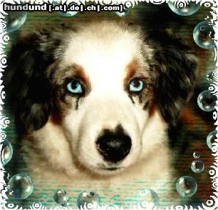 Australian Shepherd Mini-Aussie Megan