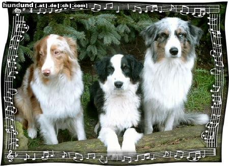 Australian Shepherd Meine 3