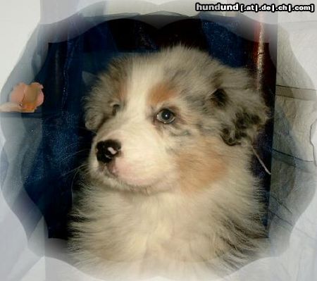 Australian Shepherd Melina mit 8 Wochen