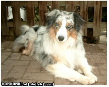 Australian Shepherd Guardian Angel's Bright Mikey