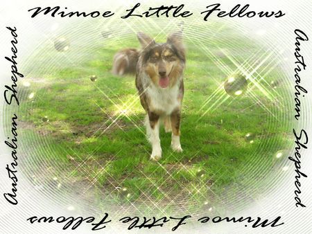 Australian Shepherd mein Aussie Mimoe Little Fellows