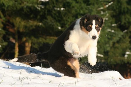 Australian Shepherd Nanouk