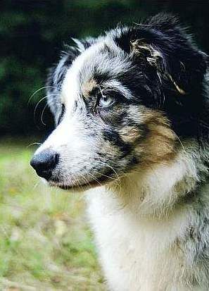 Australian Shepherd Neela