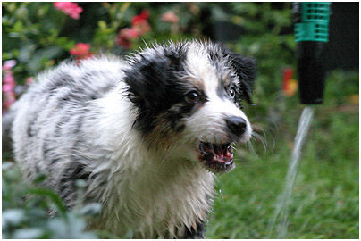 Australian Shepherd Neela