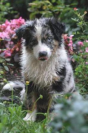 Australian Shepherd Neela