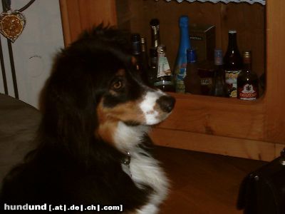 Australian Shepherd Murphy der Alkoholiker