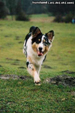 Australian Shepherd Poldi