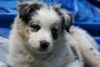 Australian Shepherd Hund