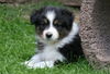 Australian Shepherd Hund