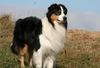 Australian Shepherd Hund