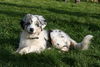 Australian Shepherd Hund