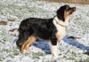 Australian Shepherd Hund