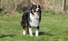 Australian Shepherd Hund