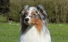 Australian Shepherd Hund